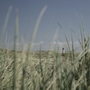 Kleiner Leuchtturm in Dünenlandschaft mit Gras im Vordergrund.