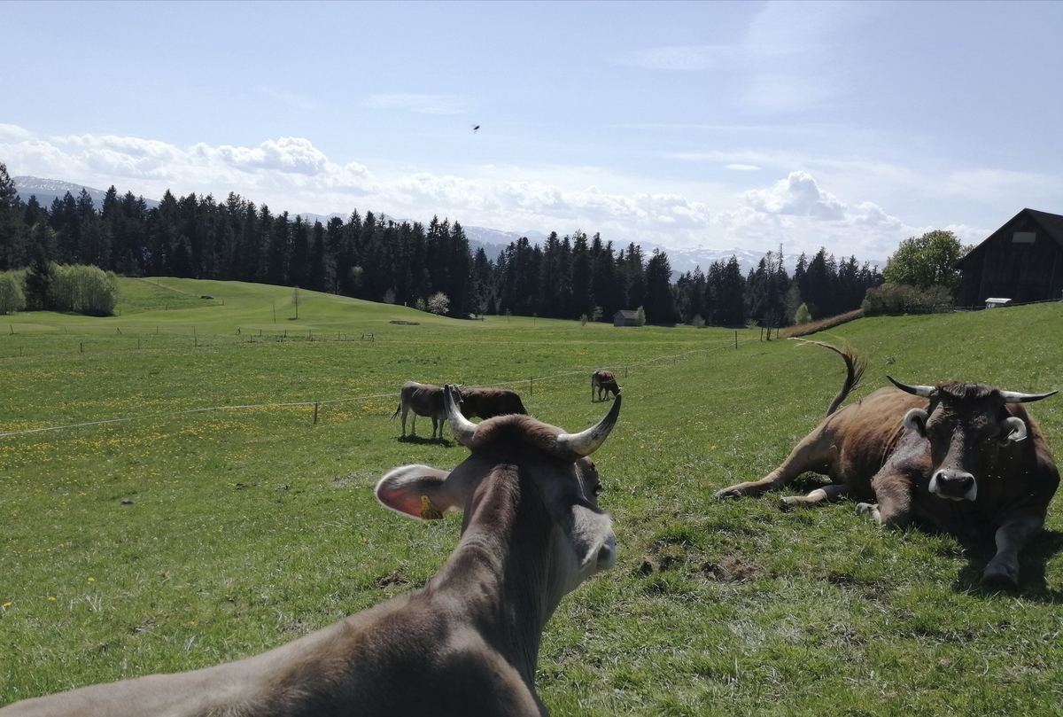 Kühe auf einer grünen Wiese mit Wald und Hütte im Hintergrund.