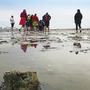 Wattwanderung Harlesiel Strand