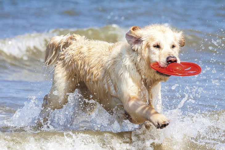 Hund am Strand