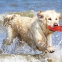 Hund am Strand