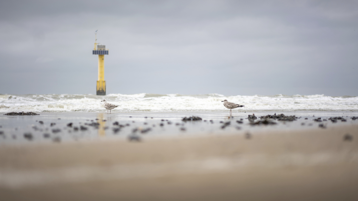 Strand mit Möwen und Leuchtturm im Hintergrund bei bewölktem Himmel.