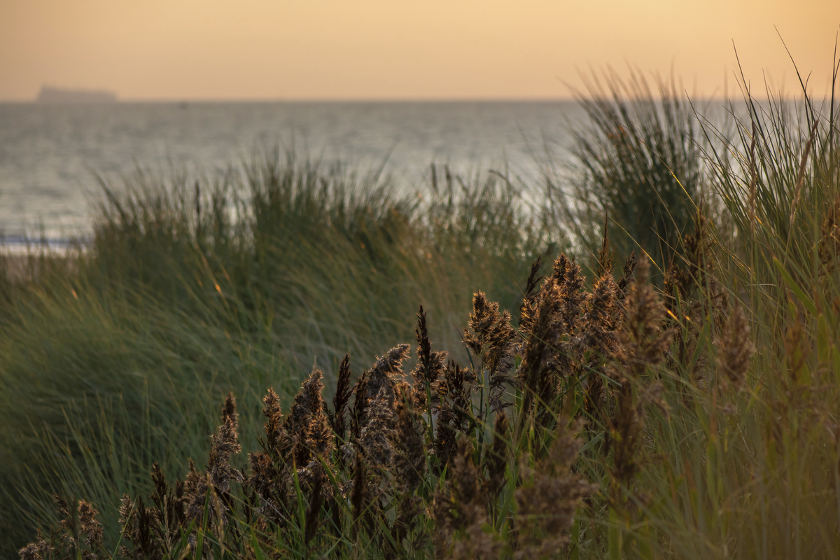 Gräser am Strand im Sonnenuntergang mit Meer im Hintergrund.