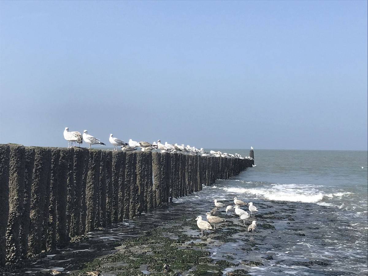 Möwen sitzen auf einer Buhne am Meer.