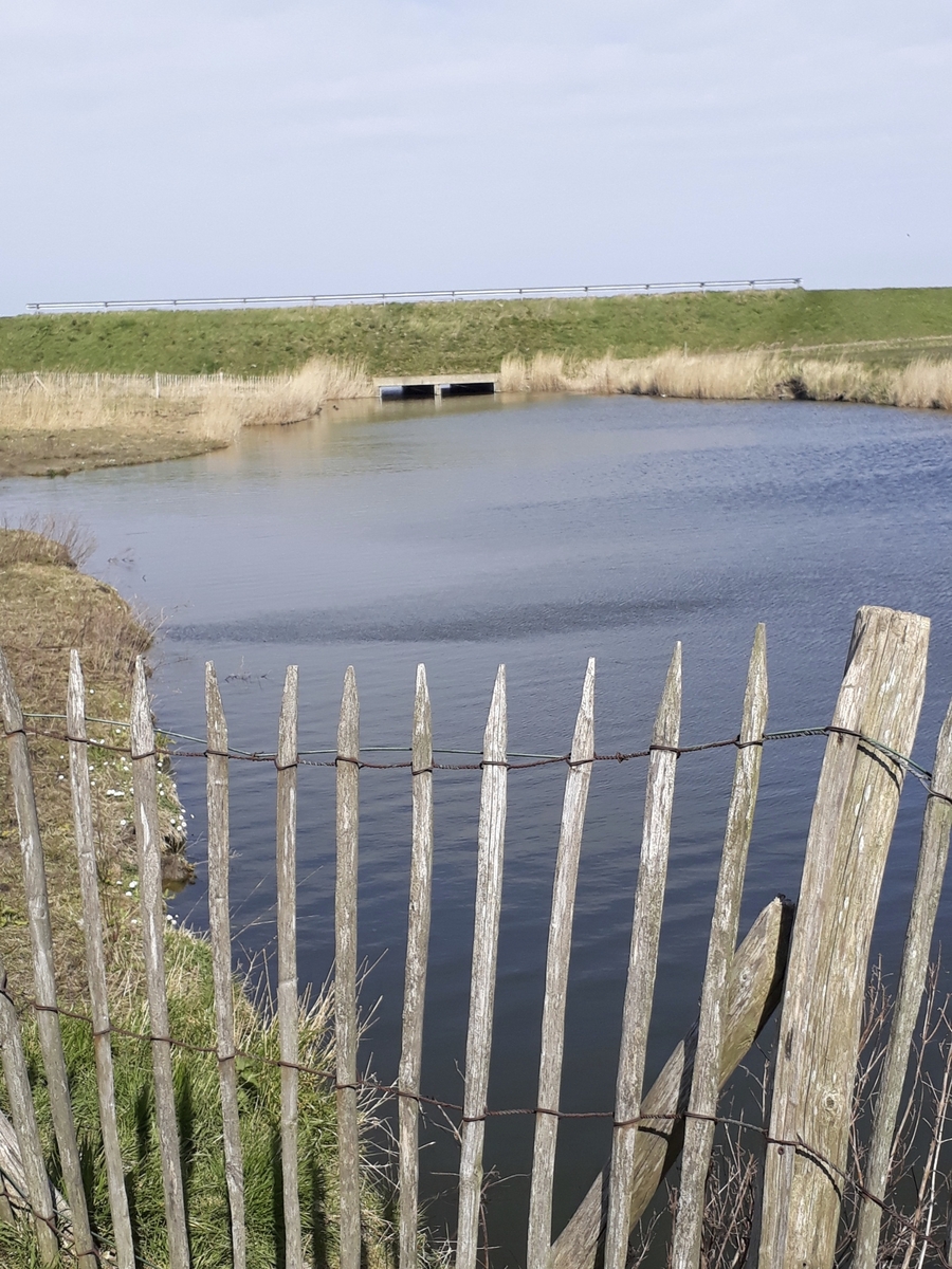 Holzzaun vor einem Teich mit Schilf und einem kleinen Damm im Hintergrund.