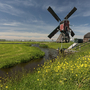 Windmühle in grüner Landschaft von Nordholland mit blauem Himmel im Hintergrund.