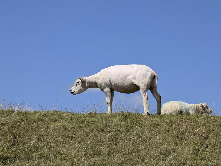 Schafe auf einem Grasdeich unter blauem Himmel in Nordholland.