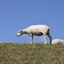 Schafe auf einem Grasdeich unter blauem Himmel in Nordholland.