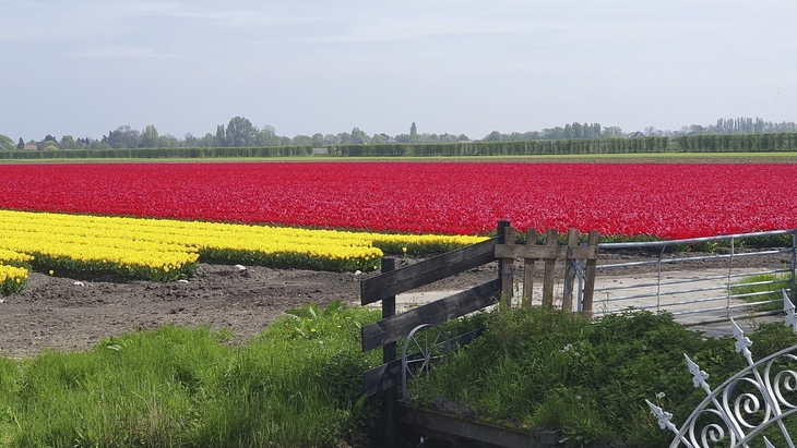 Tulpenfelder in Nordholland, gelb und rot blühend unter einem klaren Himmel.