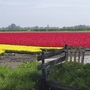 Tulpenfelder in Nordholland, gelb und rot blühend unter einem klaren Himmel.