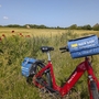 Rotes Fahrrad auf einem Weg durch eine ländliche Landschaft mit Mohnblumen und Feldern.