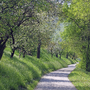 Weg durch blühende Obstbäume entlang des Donauradwegs im Frühling.