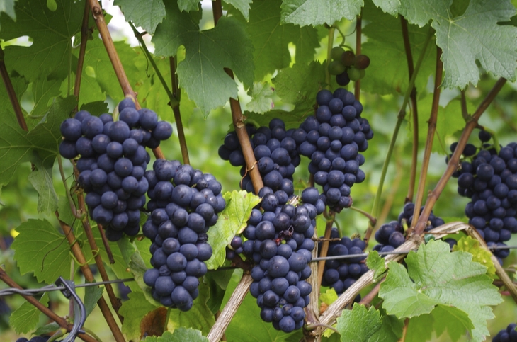 Rote Trauben hängen an Reben mit grünen Blättern.