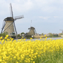Drei Windmühlen bei Kinderdijk, Niederlande, mit gelben Blumen im Vordergrund.