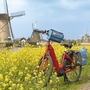 Rotes Fahrrad vor blühendem Rapsfeld mit Windmühlen im Hintergrund in Kinderdijk