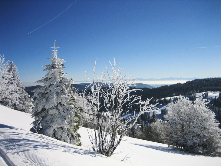 Verschneite Landschaft mit Bäumen und blauem Himmel im Hintergrund.