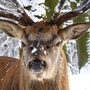 Hirsch im verschneiten Wald mit Schnee auf dem Geweih und der Nase.