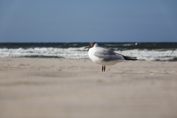 Möwe steht am Strand von Ahlbeck mit Meer im Hintergrund.