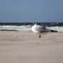 Möwe steht am Strand von Ahlbeck mit Meer im Hintergrund.