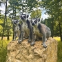 Drei Kattas auf einem Felsen im Wildpark Daun.