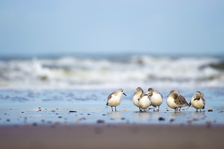 Tierisch schöne Zeit in Büsum