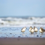 Gruppe Strandläufer im Watt am Meereshorizont.