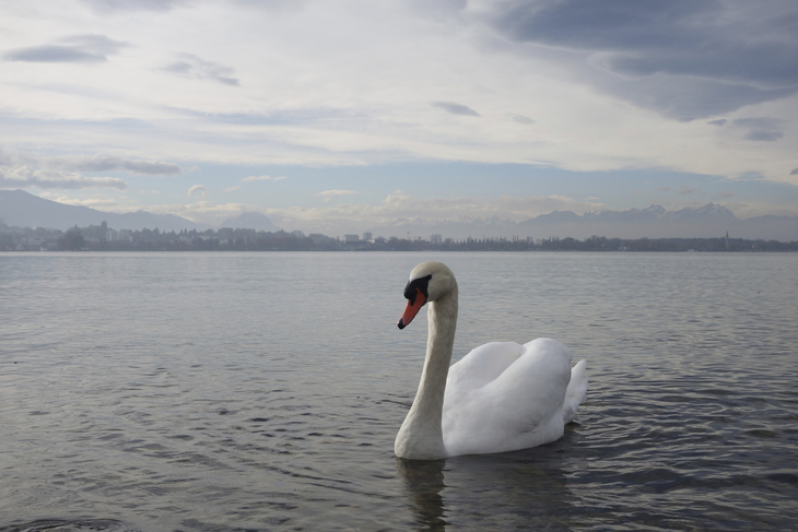 Bodensee - Schwan