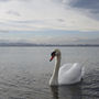 Bodensee - Schwan