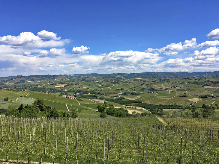 Aussicht auf Weinberge