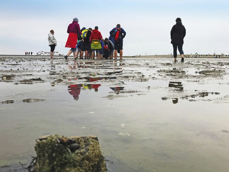 Menschengruppe bei Wattwanderung in Harlesiel bei Ebbe im Wattenmeer.