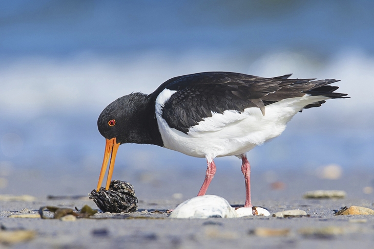 Austernfischer-Vogel beim Fressen am Wattenmeer.