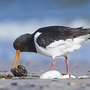 Austernfischer-Vogel beim Fressen am Wattenmeer.