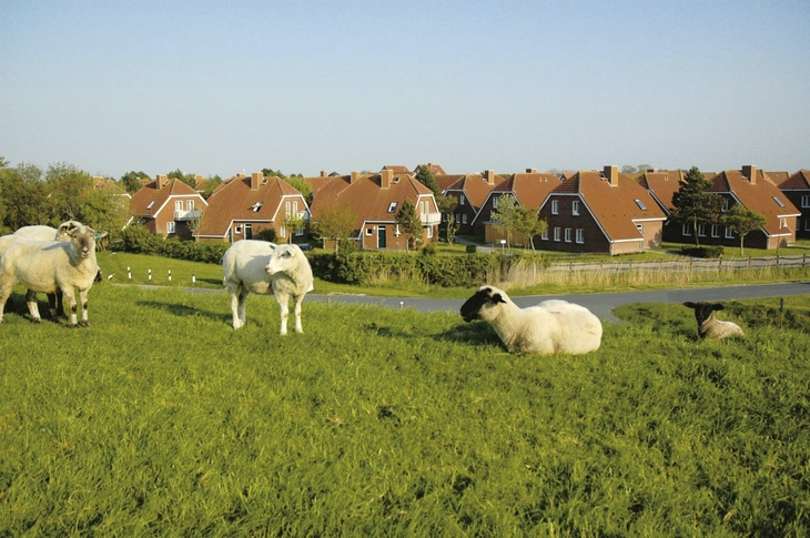 Schafe auf einem Deich vor Häusern in Harlesiel bei sonnigem Wetter.