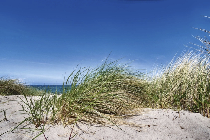 Dünenlandschaft mit Gras und blauem Himmel an der Ostsee.