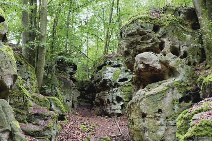 Felsformationen im Wald der Teufelsschlucht in der Eifel, umgeben von Bäumen und Moos.