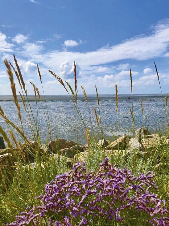 Blick über Gräser und Blumen auf das Watt bei Büsum unter blauem Himmel.