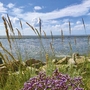 Blick über Gräser und Blumen auf das Watt bei Büsum unter blauem Himmel.