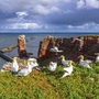 Basstölpel auf den Klippen von Helgoland mit Meerblick.