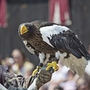 Greifvogel sitzt auf dem Arm eines Falkners bei einer Show.