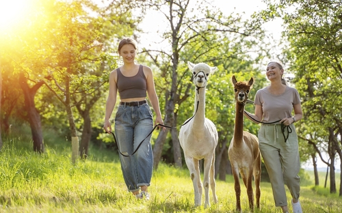 Zwei Personen führen Alpakas auf einem Waldweg spazieren.