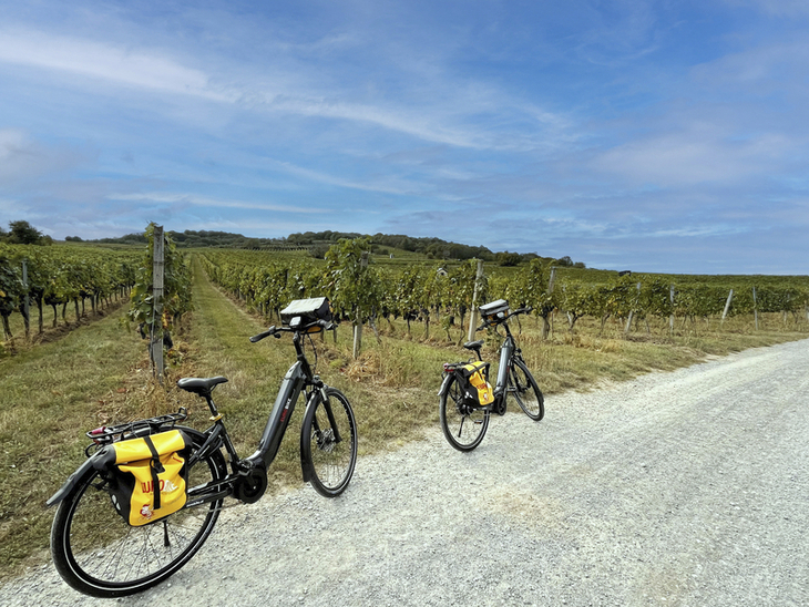 Zwei Fahrräder vor Weinbergen am Neusiedler See unter blauem Himmel.