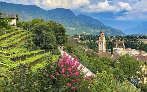 Blick auf Kirchdorf mit Bergen im Hintergrund, Weinreben und blühende Büsche im Vordergrund.