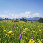 Blumenwiese mit Bergen im Hintergrund an einem klaren Tag am Chiemsee.