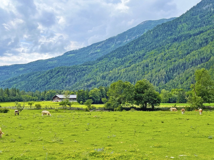 Weide Obere Drau