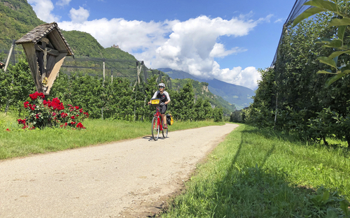 Radfahrer auf einem Weg durch Apfelplantagen in Südtirol bei sonnigem Wetter.