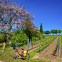 Fahrrad steht neben blühendem Baum und Weinreben am Rheinradweg bei sonnigem Wetter.