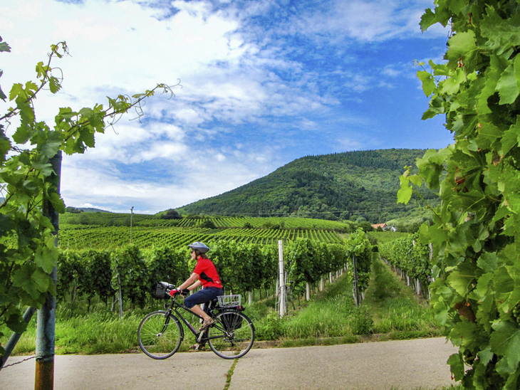 Radfahrerin auf Radweg durch Weinberge bei sonnigem Wetter.
