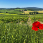 Landschaft mit Mohnblume im Vordergrund und Hügeln im Hintergrund.