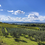 Hügellandschaft mit Olivenhainen und Blick auf den Trasimenischen See unter blauem Himmel.