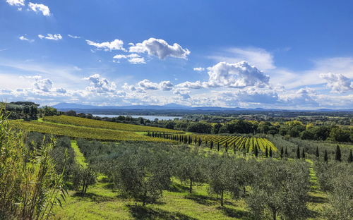 Hügellandschaft mit Olivenhainen und Blick auf den Trasimenischen See unter blauem Himmel.